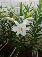 [4285 Castellani VWS No01.JPG]